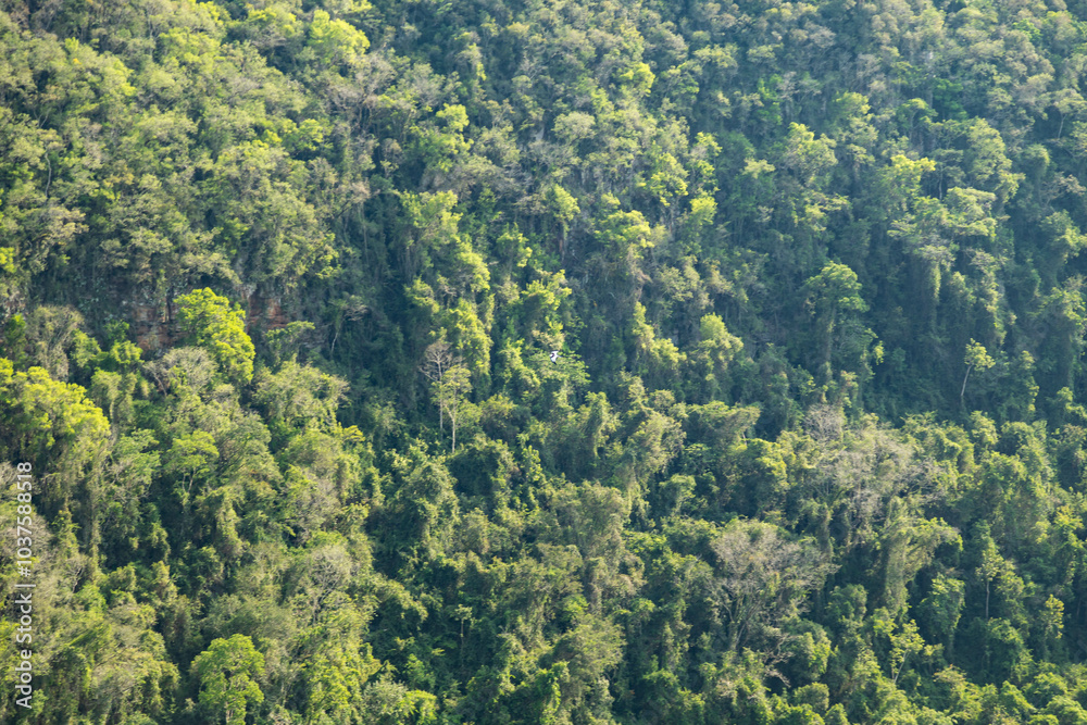 Natural wild landscape of the Atlantic Forest and Brazilian rainforest Natural wild landscape of the Atlantic Forest and Brazilian rainforest