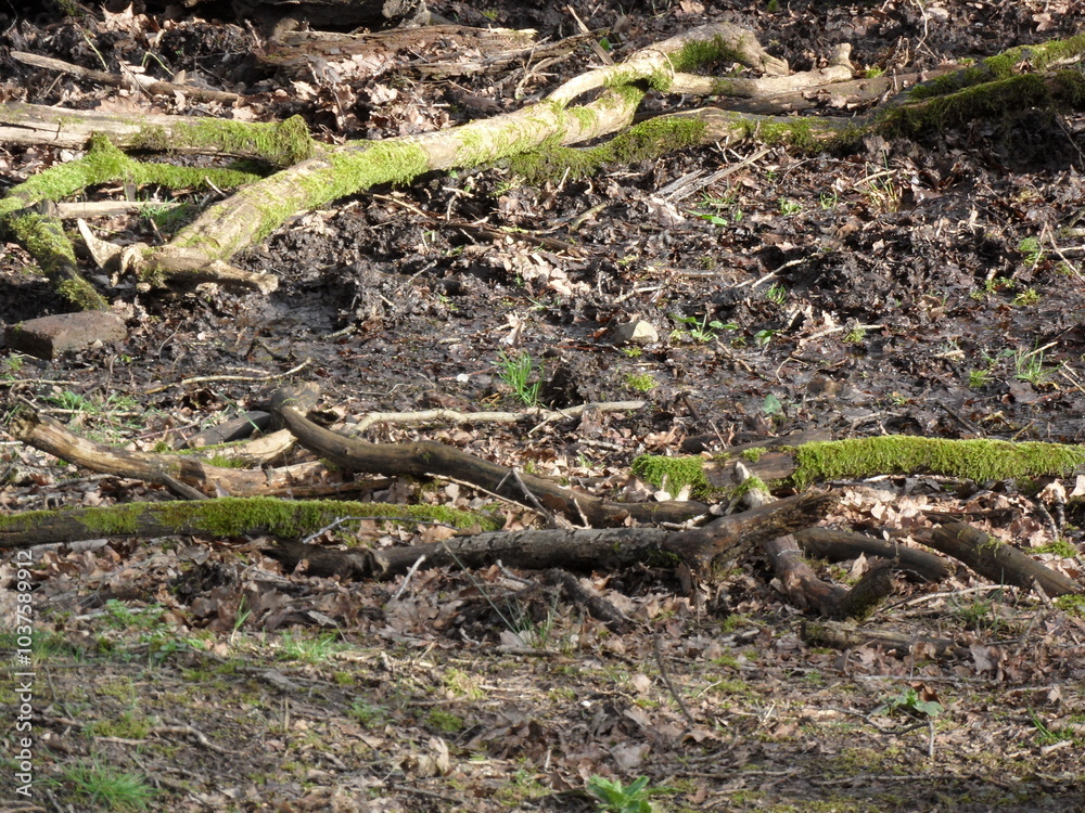 fallen trees in the forest fallen trees in the forest