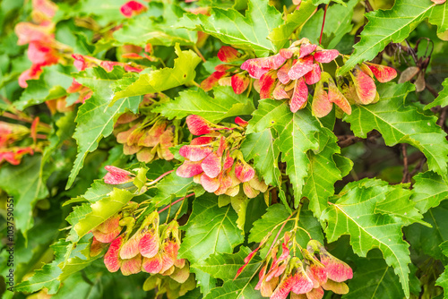 A close-up of the reddish-pink ripening fruits of the Tatar maple. photo