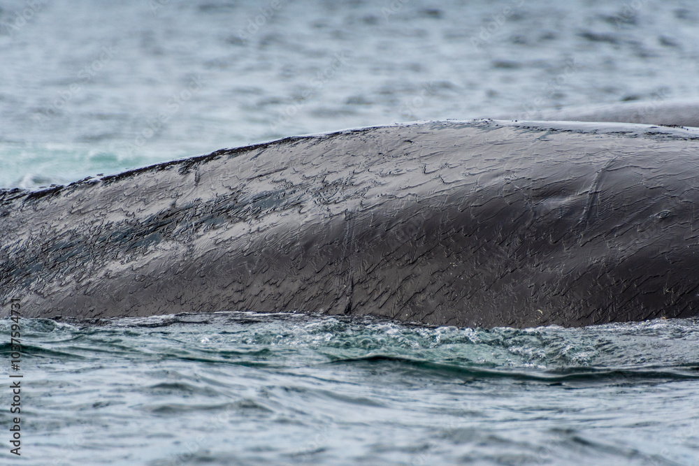 Obraz premium Close-up of the back of a diving humpback whale -Megaptera novaeangliae- including the dorsal fin and blow hole. Image taken in the Graham passage, near trinity island, in the Antarctic peninsula.