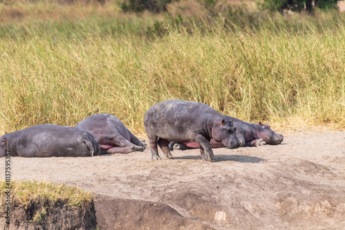 Telephoto of a group of hippopotami, Hippopotamus amphibius, resting ashore and reentering the water of a river in the Serengeti National Park, Tanzania photo