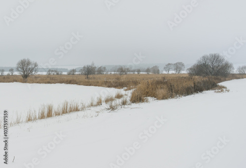 An island of dried grass and trees in the middle of a snow-covered field