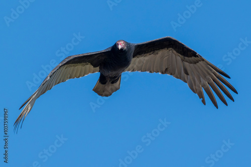 A majestic buzzard is gliding gracefully through the air against a clear and vast blue sky overhead