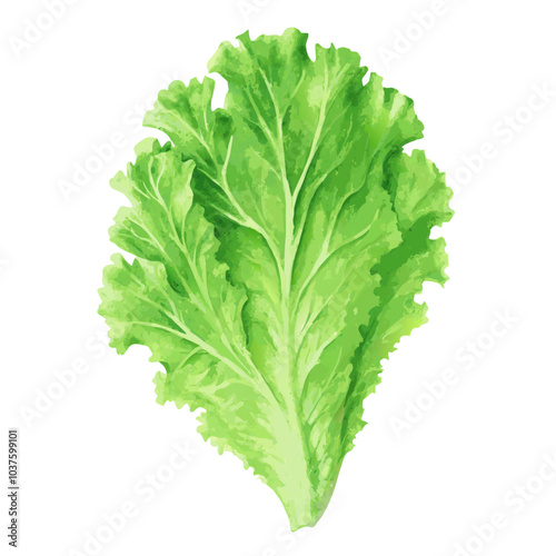 Realistic vintage watercolor leaf lettuce botanical vector illustration (10)