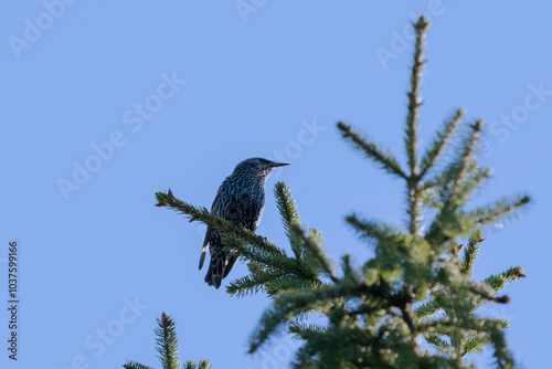 A colorful bird elegantly rests atop a tall pine tree, showcasing its stunning plumage beneath the bright sunlight