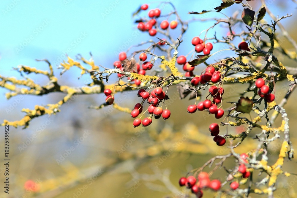 Hawthorn branch (Crataegus) with fruits in autumn Hawthorn branch (Crataegus) with fruits in autumn