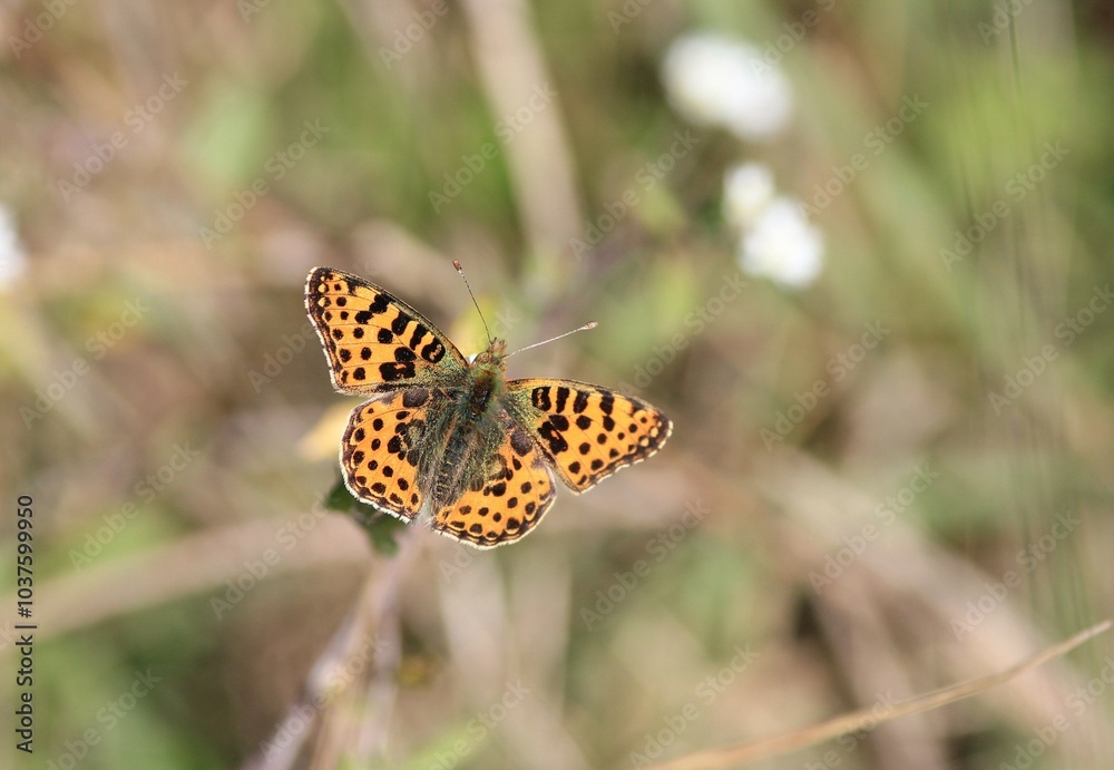 An orange butterfly (Nymphalidae) on a plant
An orange butterfly (Nymphalidae) on a plant