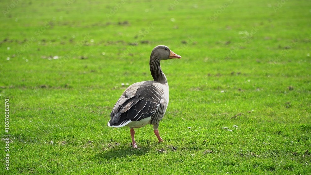 A Serene Duck Resting Calmly Near The Riverbank, Surrounded By Lush Greenery, Capturing The Tranquil Beauty Of Wildlife In Its Natural Habitat, Peacefully Coexisting With Nature.
A Serene Duck Resting Calmly Near The Riverbank, Surrounded By Lush Greenery, Capturing The Tranquil Beauty Of Wildlife In Its Natural Habitat, Peacefully Coexisting With Nature.