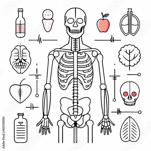 A detailed illustration of the human skeletal system, depicting the bones, skull, and internal organs. This anatomical image is perfect for medical education, scientific publications.