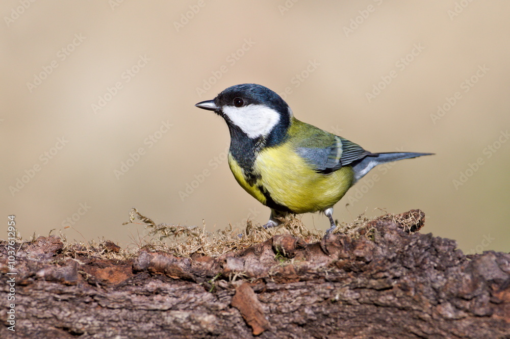 Naklejka premium Parus major aka great tit perched on the dry tree. Common bird in Czech republic. Isolated on blurred background.