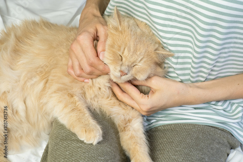Obraz na płótnie A ginger cat lies in the arms of a woman. The fluffy pet settled down comfortably to sleep or play. Morning at home. w salonie