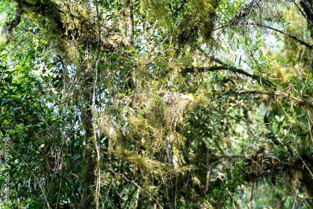 Natural wild landscape of the Atlantic Forest and Brazilian rainforest Natural wild landscape of the Atlantic Forest and Brazilian rainforest