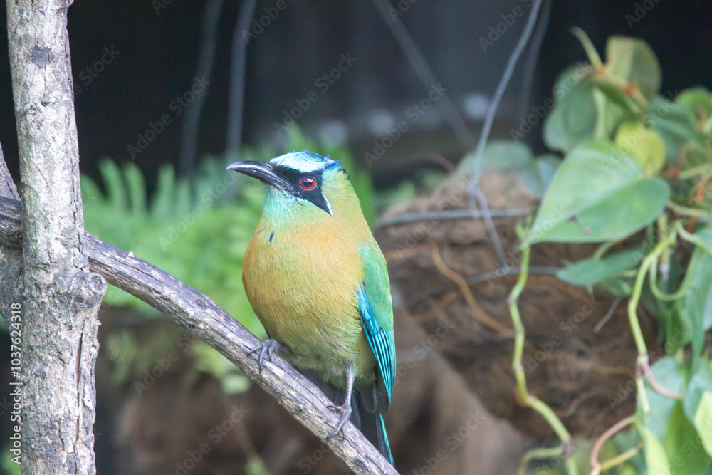 Obraz premium A Lesson's Motmot in Monteverde, Costa Rica