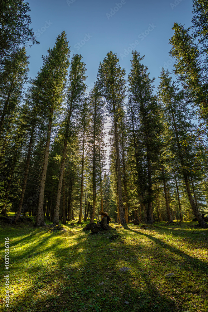 path in the forest
