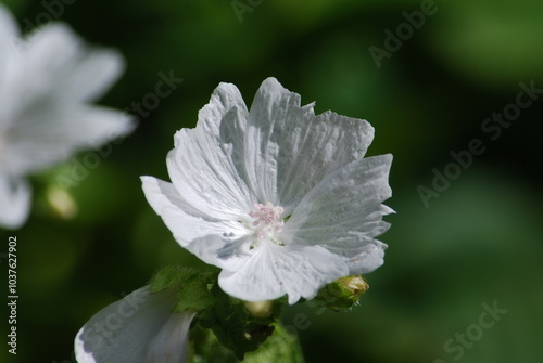 Musk mallow, or mallow. lat. Malva moschata is a plant species of the genus Mallow of the Malvaceae family. The inflorescence is medium sized with white triangular petals and a pink center. photo