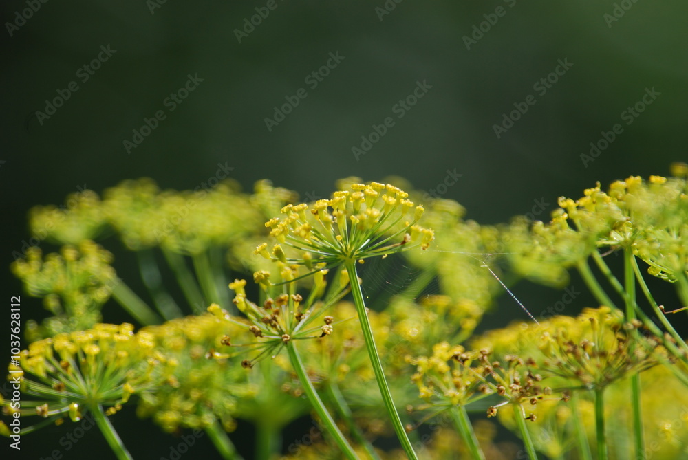 Flowering umbrellas of dill. Dill inflorescences on thin long green stems are many small open flowers growing next to each other at a short distance. The yellow flowers are very tiny. Flowering umbrellas of dill. Dill inflorescences on thin long green stems are many small open flowers growing next to each other at a short distance. The yellow flowers are very tiny.