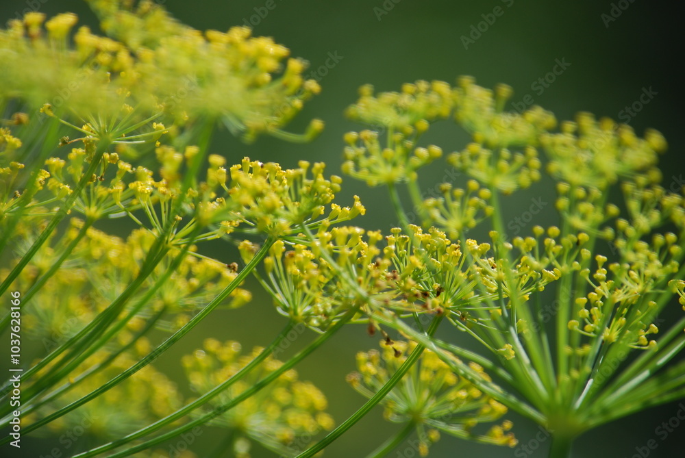 Flowering umbrellas of dill. Dill inflorescences on thin long green stems are many small open flowers growing next to each other at a short distance. The yellow flowers are very tiny. Flowering umbrellas of dill. Dill inflorescences on thin long green stems are many small open flowers growing next to each other at a short distance. The yellow flowers are very tiny.