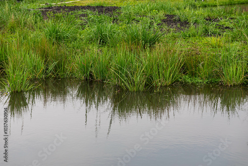 Natural wild landscape of the Atlantic Forest and Brazilian rainforest