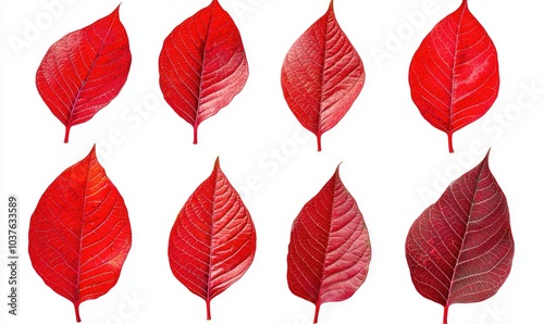 A series of red leaves are shown in various sizes and orientations photo