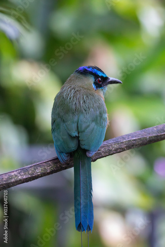 A Lesson's Motmot in Monteverde, Costa Rica photo