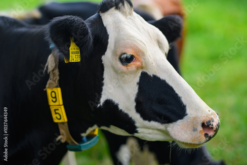 Cow on a summer pasture. Herd of cows grazing in Alps. Holstein cows, Jersey, Angus, Hereford, Charolais, Limousin, Simmental, Guernsey, Ayrshire, Brahman Cattle breeds. Cow in a field. Dairy cow.