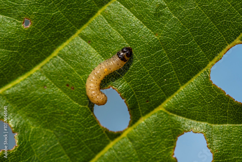 A small brown and black caterpillar is on a leaf