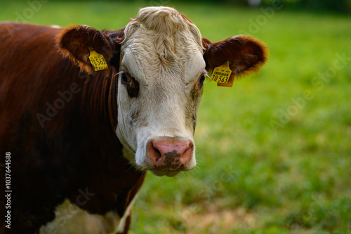 Wallpaper Mural Cows on summer pasture. Cows on dairy milk farm. Cattle grazing in a field. Cows on green grass in a meadow, pasture. Cow grazing on farmland. Brown cow grazing in grassy meadow. Brown cows on pasture Torontodigital.ca