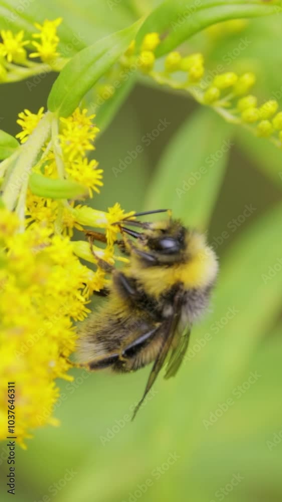 A busy bee collecting nectar from a bright flower in nature.
A busy bee collecting nectar from a bright flower in nature.
