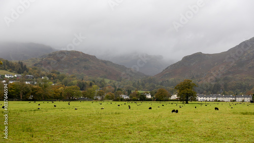 flock of sheep at the base of the foggy mountains