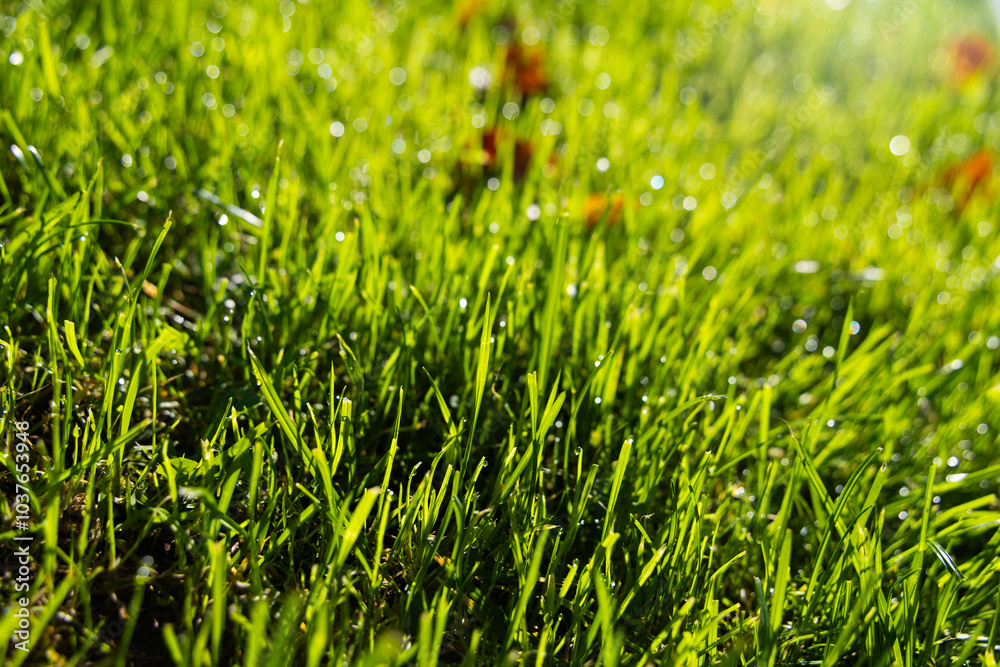 Fototapeta premium green grass with dew drops
