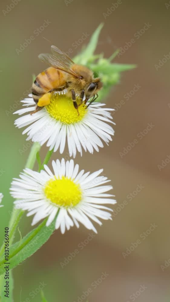 A bee collecting nectar from a bright flower on a sunny day.
A bee collecting nectar from a bright flower on a sunny day.
