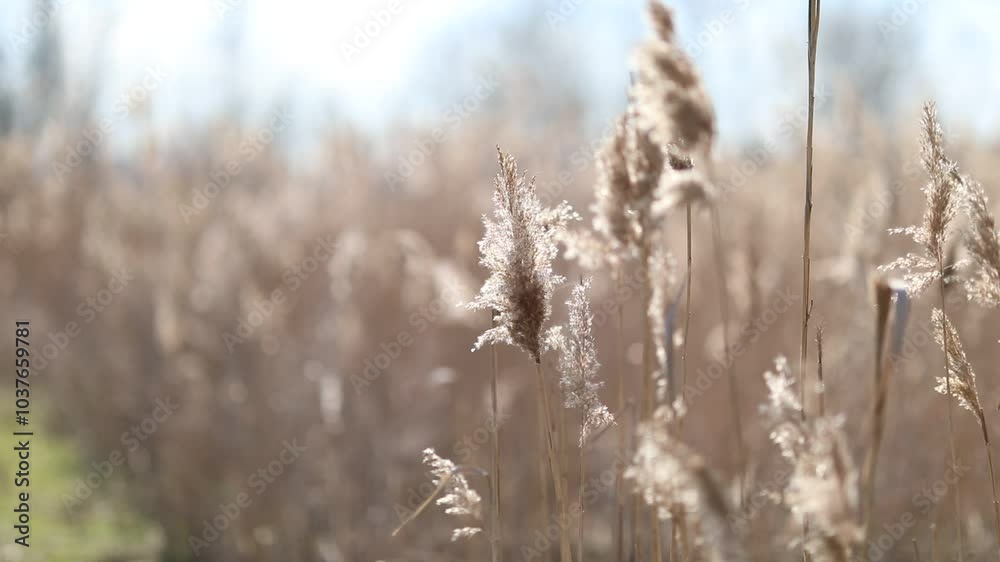 flowering lush spikelets develop in the wind in the field flowering lush spikelets develop in the wind in the field