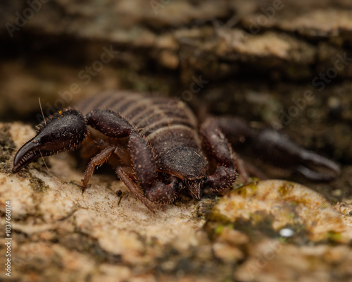 pseudo escorpion photo