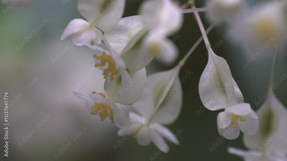 flowers of a lilac, Conservatory Garden, Conservatory Plants, Glasshouse Sanctuary, Lush Green Plants, Greenery Flourishing, Sunlit Conservatory,