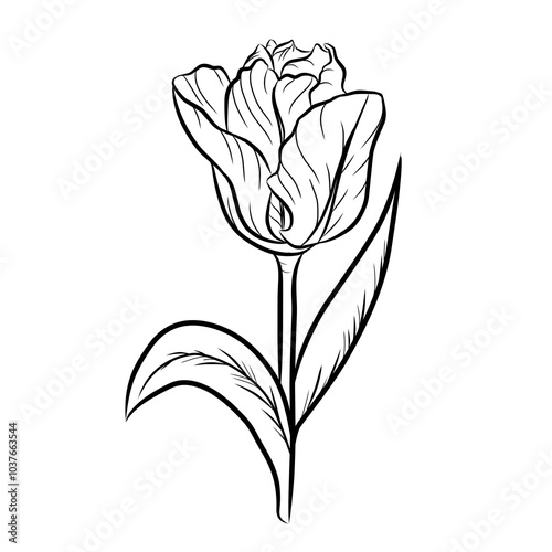 tulip isolated on white vector illustration hand drawn