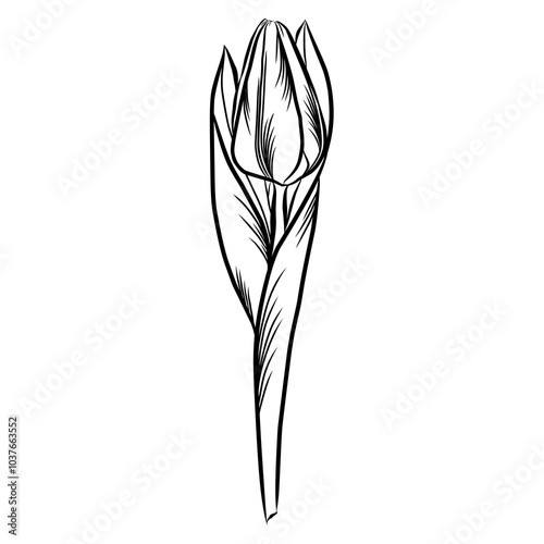 illustration of a flower tulip isolated hand drawn