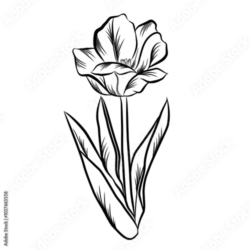 illustration of tulip hand drawn black and white