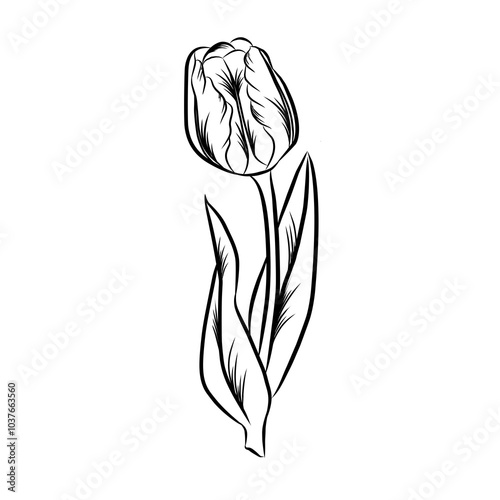 vector illustration tulip isolated hand drawn