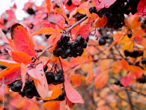 Ripe berries on a branch of × Sorbaronia fallax subsp. mitschurinii (syn. × Sorbaronia mitschurinii, Aronia × mitschurinii, S. melanocarpа, A. melanocarpa) is hybrid A. melanocarpa and S. aucuparia. photo