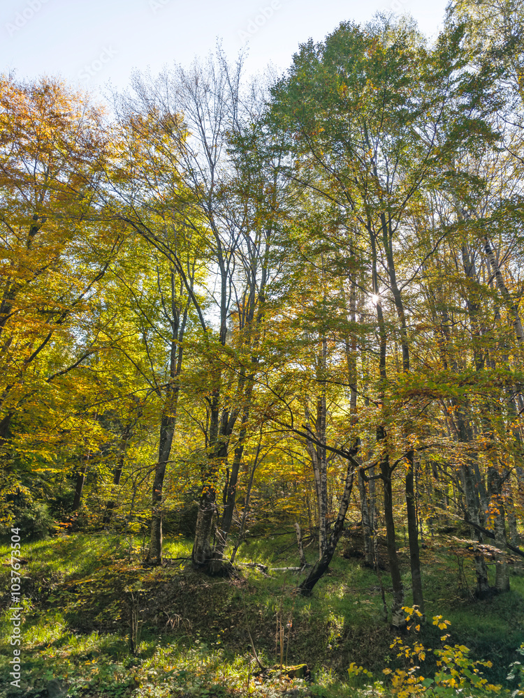 Fototapeta premium Autumn view of Vitosha Mountain, Bulgaria