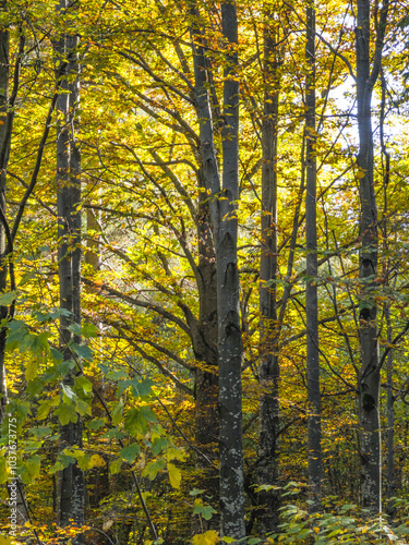 Autumn view of Vitosha Mountain, Bulgaria