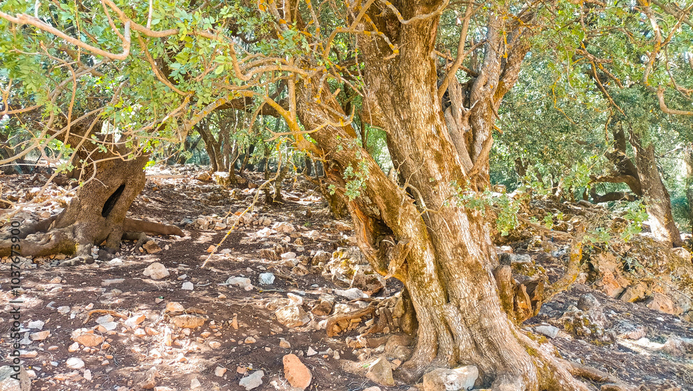 Majestic olive tree grove standing strong in the mediterranean landscape Majestic olive tree grove standing strong in the mediterranean landscape