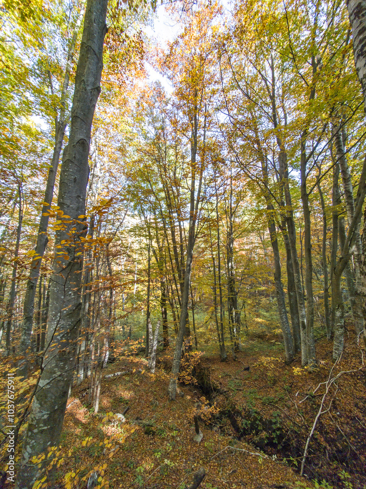 Obraz premium Autumn view of Vitosha Mountain, Bulgaria