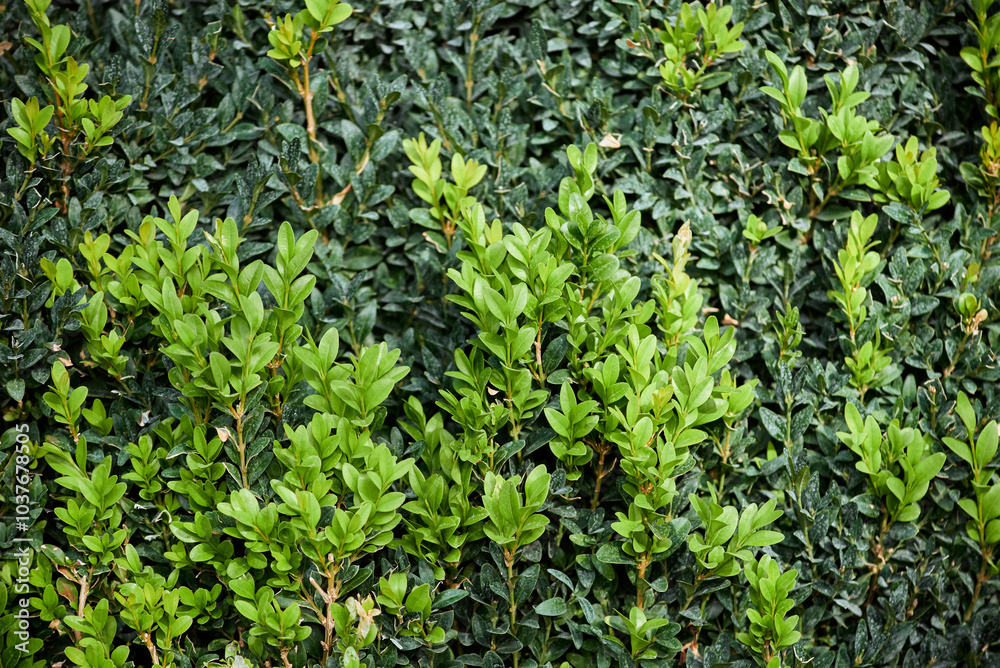 Close-up of evergreen bush boxwood. Bright young green foliage on the bush of Buxus sempervirens (or European box) Close-up of evergreen bush boxwood. Bright young green foliage on the bush of Buxus sempervirens (or European box)