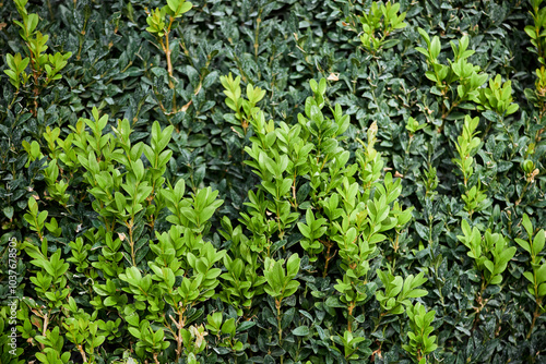 Close-up of evergreen bush boxwood. Bright young green foliage on the bush of Buxus sempervirens (or European box)