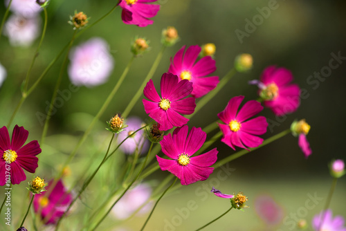 Close-up of a beautiful crimson Cosmos bipinnatus (or Mexican aster) blooming in a garden. Garden purple cosmos blooms on a sunny autumn day