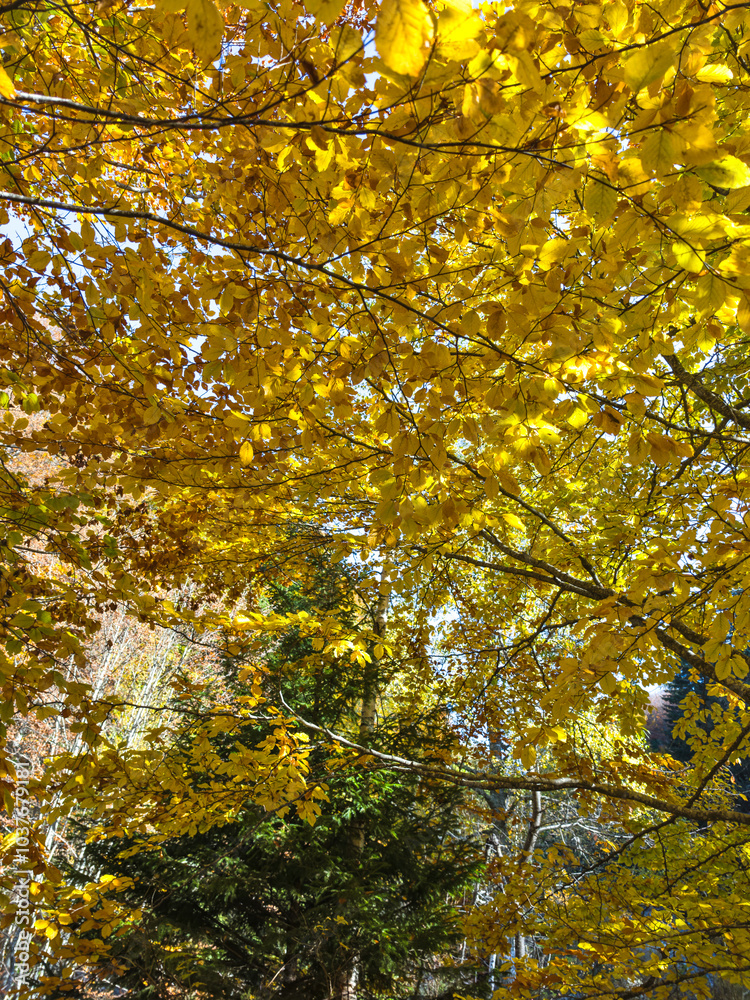 Autumn view of Vitosha Mountain, Bulgaria Autumn view of Vitosha Mountain, Bulgaria