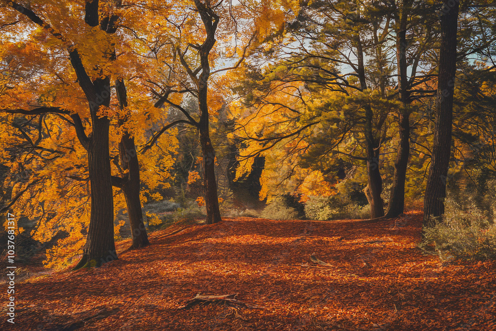 Obraz premium Autumnal Forest Scene with Golden Leaves and Sunlight