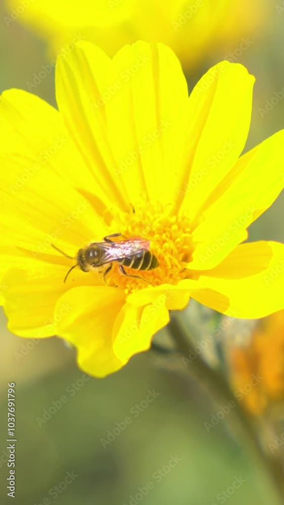 Macro View of a Bee Collecting Pollen on a Flower
Macro View of a Bee Collecting Pollen on a Flower