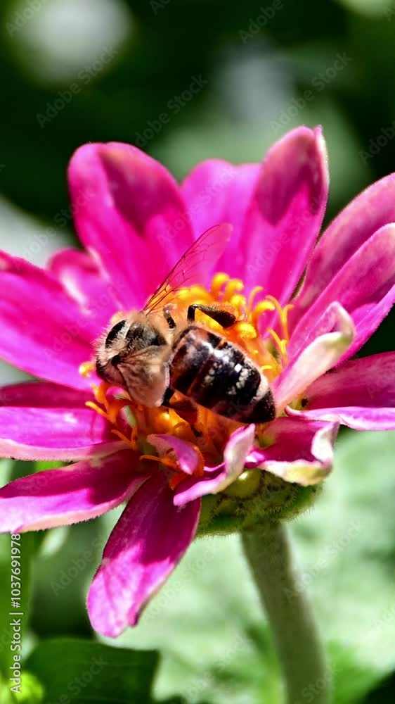 Bee Collecting Pollen from a Colorful Summer Bloom
Bee Collecting Pollen from a Colorful Summer Bloom